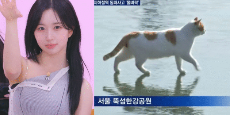 Korean Brainrot 101: A Look Into The Origins Of Popular Korean Memes